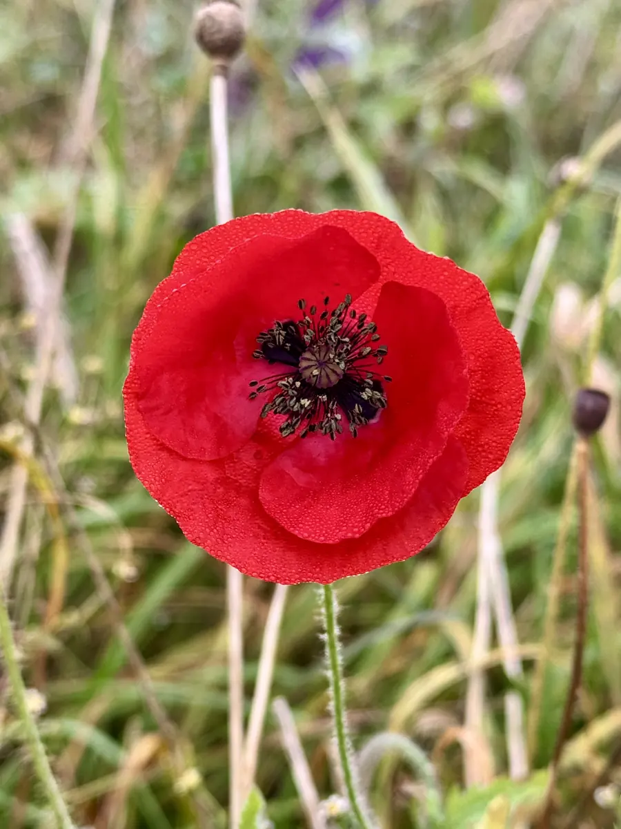 Rode klaproos met dauwdruppels tussen het gras