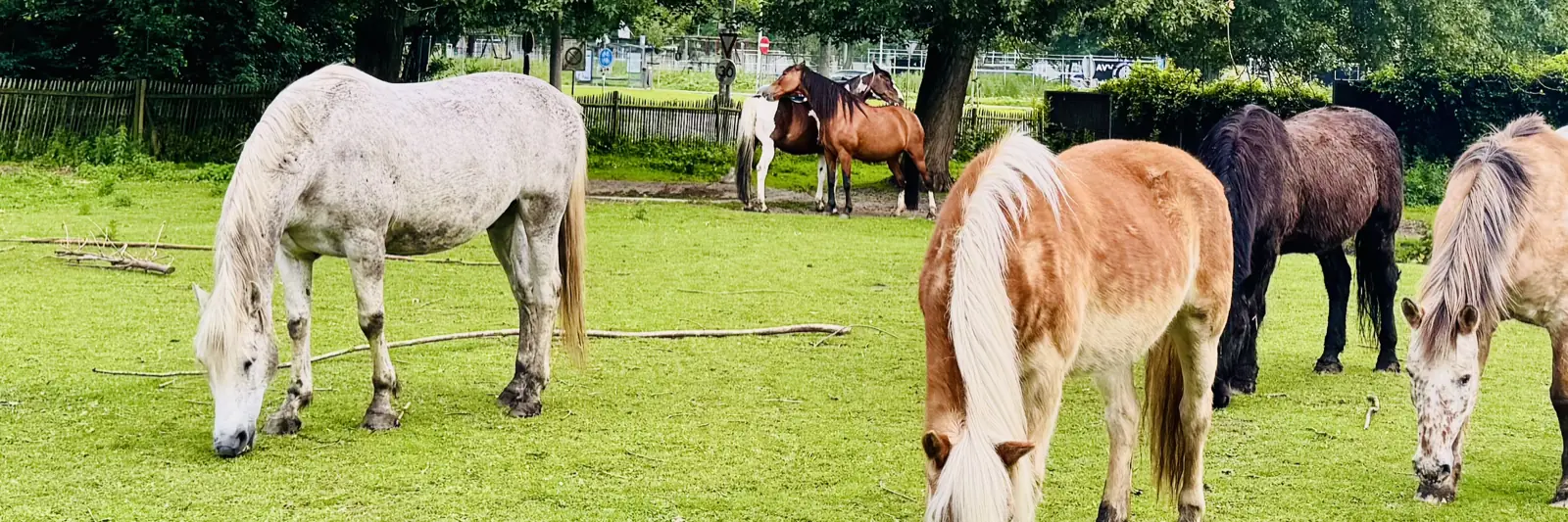 Paarden grazend in de wei bij de coachingslocatie